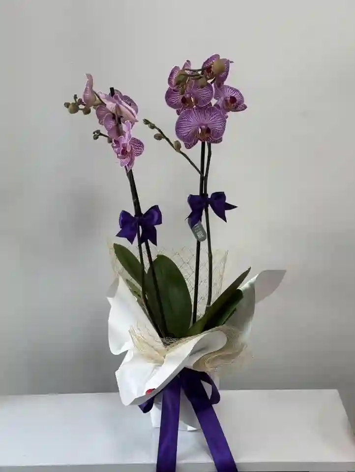İki Dal Mor Phalaenopsis Orkide 