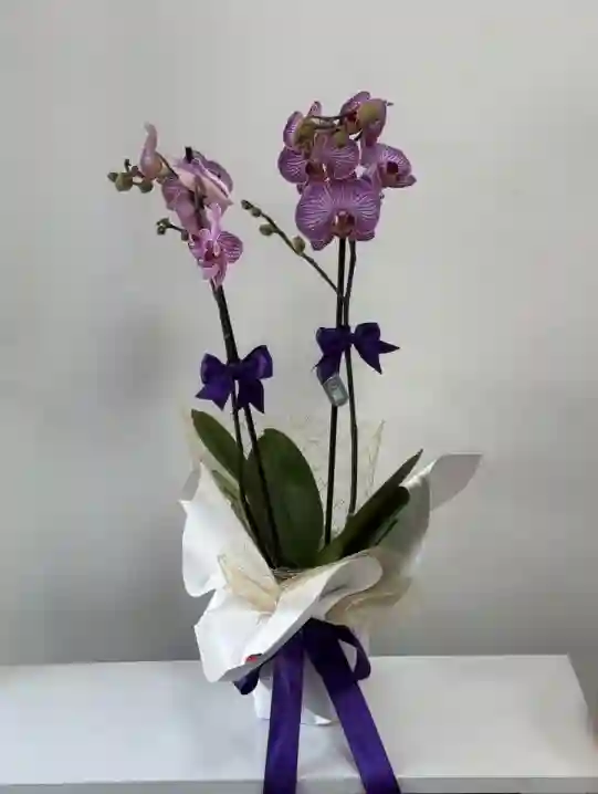 İki Dal Mor Phalaenopsis Orkide 