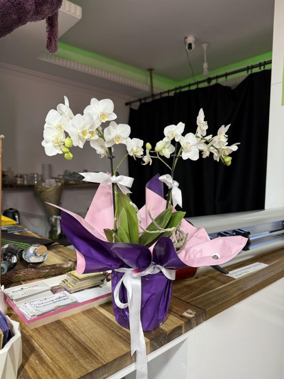 Midi Boy Beyaz Orkide