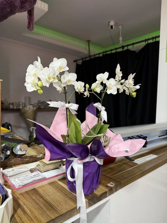 Midi Boy Beyaz Orkide